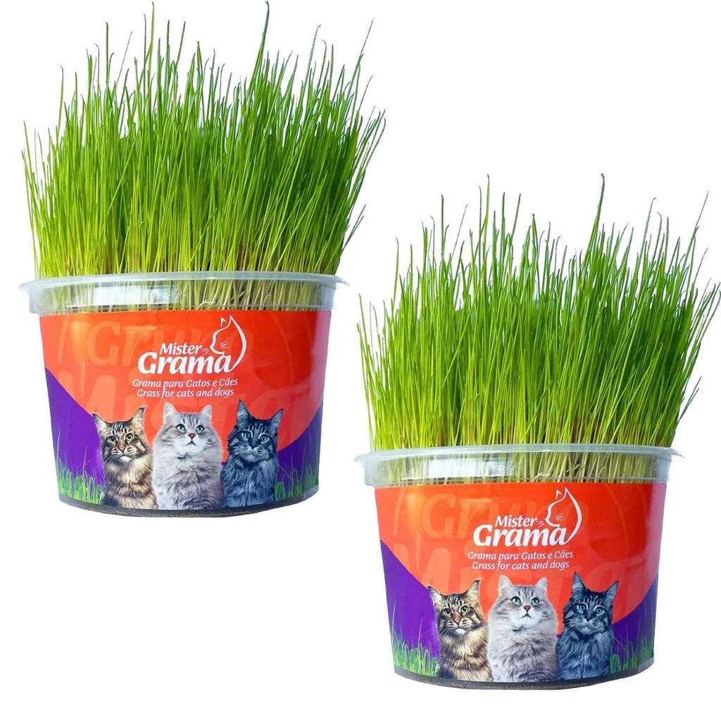 Graminha Natural para Gatos – Estímulo e Bem-Estar no Mesmo Pote + Frete grátis
