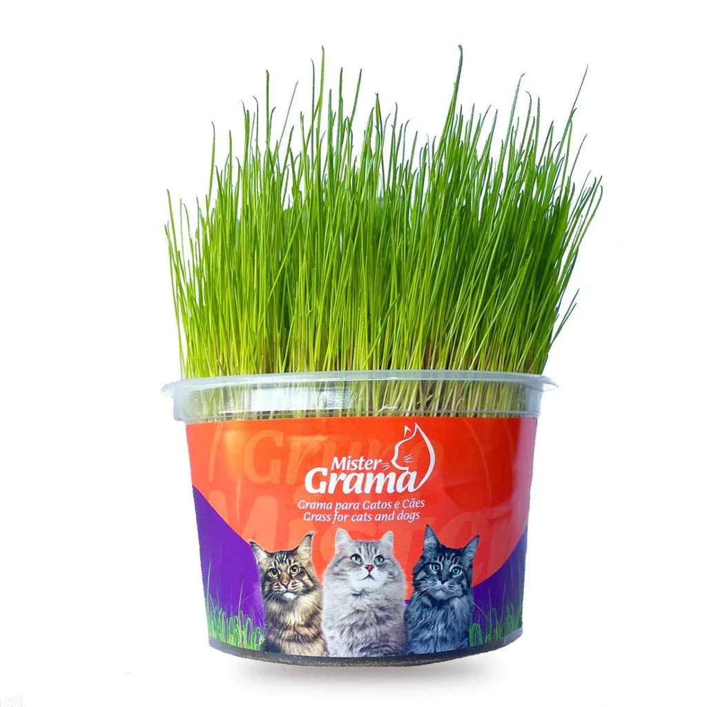 Graminha Natural para Gatos – Estímulo e Bem-Estar no Mesmo Pote + Frete grátis