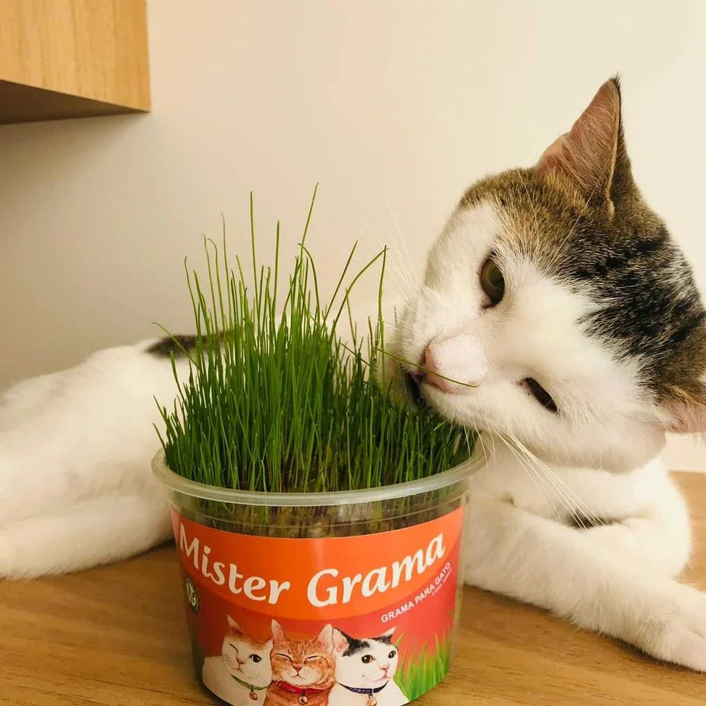 Graminha Natural para Gatos – Estímulo e Bem-Estar no Mesmo Pote + Frete grátis