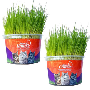 Graminha Natural para Gatos – Estímulo e Bem-Estar no Mesmo Pote + Frete grátis