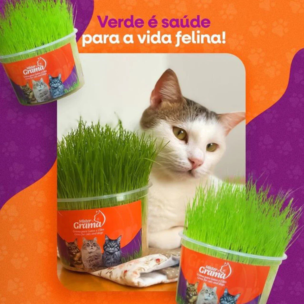 Graminha Natural para Gatos – Estímulo e Bem-Estar no Mesmo Pote + Frete grátis