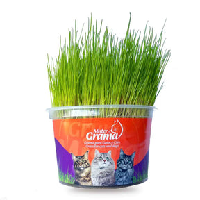 Graminha Natural para Gatos – Estímulo e Bem-Estar no Mesmo Pote + Frete grátis